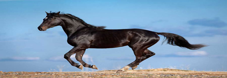موسوعة الفراشة