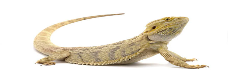 موسوعة الفراشة