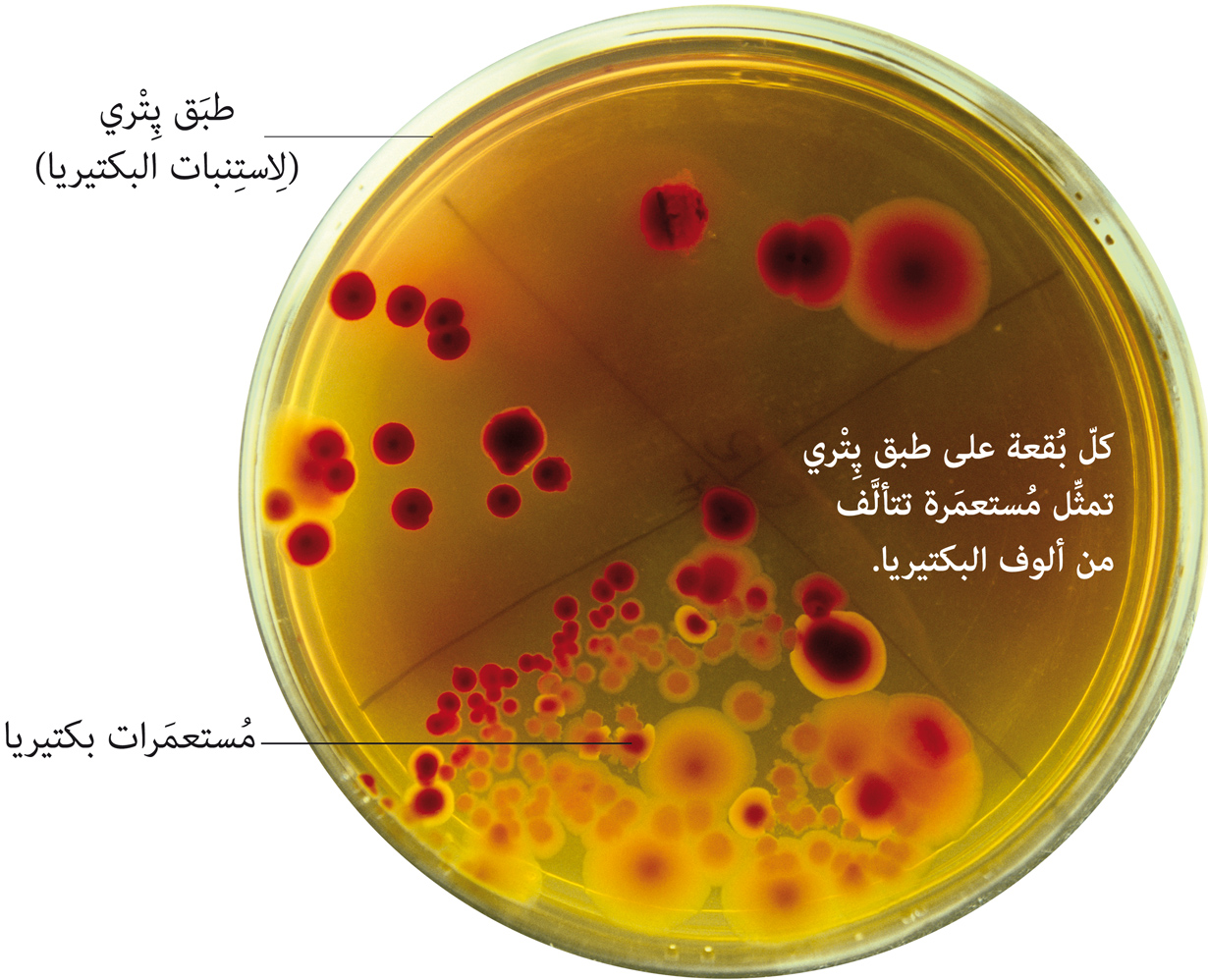 موسوعة الفراشة